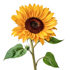 Naklejka premium Vibrant Sunflower Image: Perfect for Summer Designs on transparent background