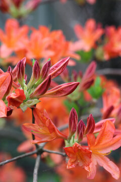 Buds and flowers on the mollis azalea plant