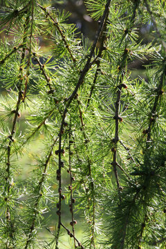 Close up of drooping pine tree branches