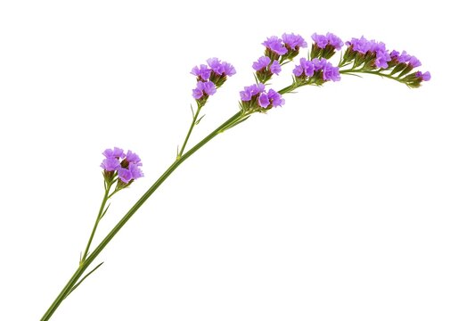 A single stem of purple limonium flowers isolated on a white background in a studio shot view