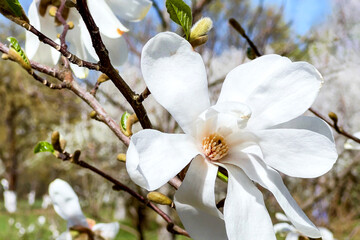 Close-up of a white magnolia flower. A bush of white blooming magnolia in a botanical garden. Sunny April day. Selective focus.