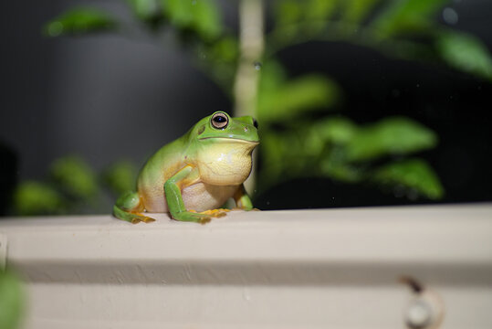 Macro Green Tree Frog on back fence in the rain