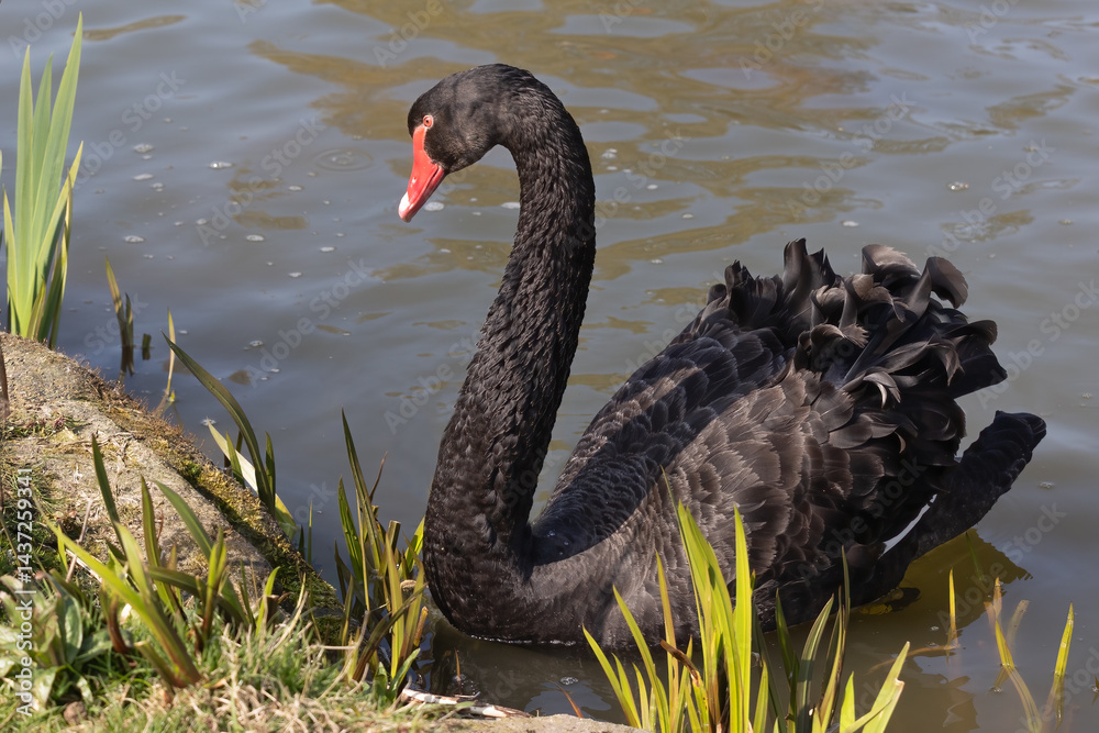 Poster A close up of a black swan, Cygnus atratus, as it swims close to the edge of a pool. there is detail in the feathers and the natural background has space for text copy