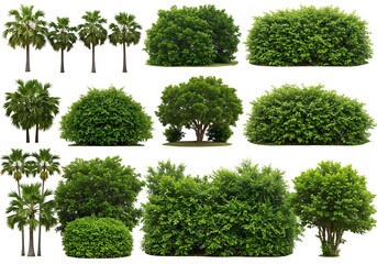Collection of various trees and bushes isolated on a white background for landscaping design use