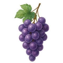 Fototapeta premium A bunch of ripe purple grapes with a green leaf attached to the stem.