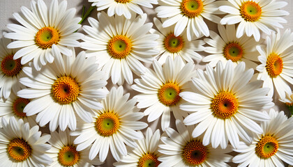 Bold flat lay of daisies on a linen fabric texture, with bright white and yellow tones