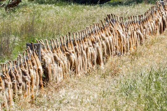 A row of dead foxes hanging along a fenceline
