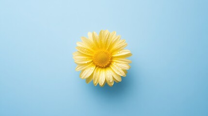 One yellow daisy on a blue background with water drops, a minimalistic wallpaper