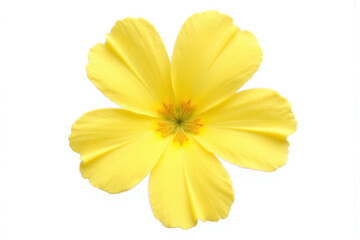 Obraz premium yellow flower on a white background