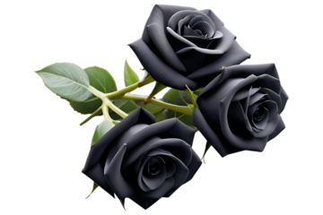 Three Black Roses