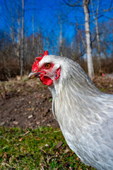 Close up of gray hen in free range in garden
