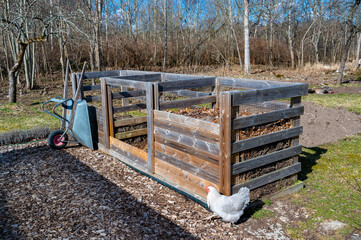 Hen walking around garden compost and wheel barrow