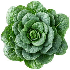 Obraz premium Close up vibrant green lettuce head image