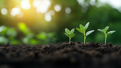 Fototapeta premium green sprouts growing in layers, from small to big, against a background of nature, on soil or ground. Green trees and plants grow behind, symbolizing financial growth through business intensity and p