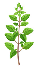 green leaf isolated on white