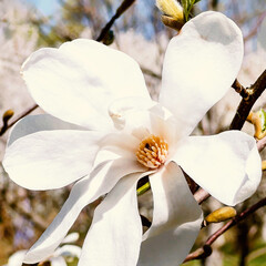 Close-up of a white magnolia flower. A bush of white blooming magnolia in a botanical garden. Sunny...