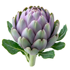 Fototapeta premium Closeup purple artichoke head food photography