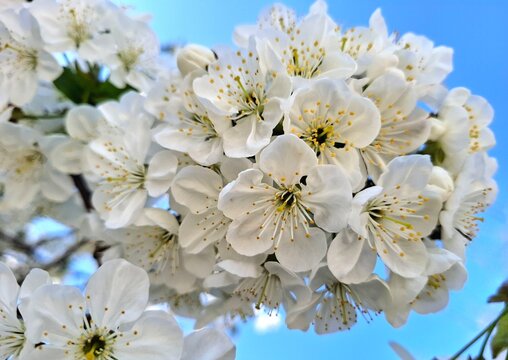 white flowers on a branch.
close-up of a branch of blooming cherry