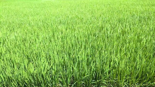 初夏の水田　風に揺れる稲の葉