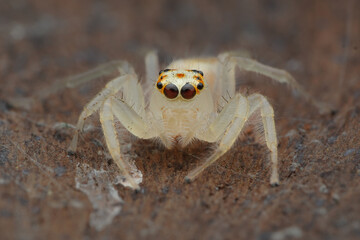 Potrait A pale, almost translucent jumping spider (Telamonia dimidiata) with striking black eyes ringed in red, facing forward on a textured surface, 27 April 2025 Indonesia