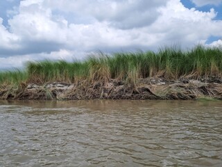 Riverbank Scene with Reeds and Cloudy Sky