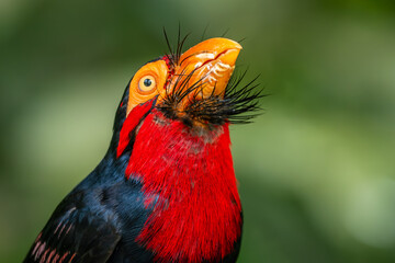 Bearded Barbet - Lybius dubius, portrait of beautiful colored barbet native to African forests and woodlands, Senegal.