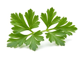 A close up studio shot of two sprigs of fresh green parsley on a pure white background surface top view