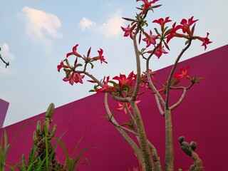 Desert Rose Blossoms Against Pink Wall