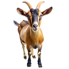 Fototapeta premium Brown Goat Image: High-Resolution Farm Animal Photo on Transparent background