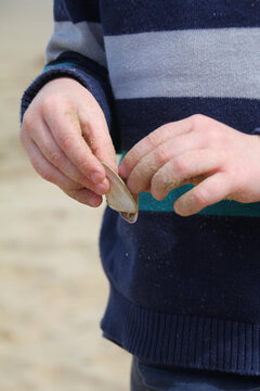 Child opening shell on beach