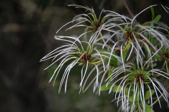 Seed head on the clematis plant