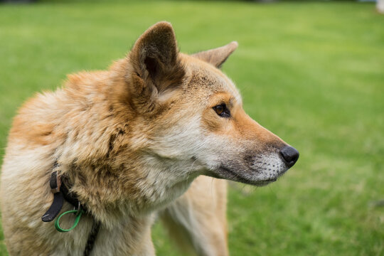 Pet dingo