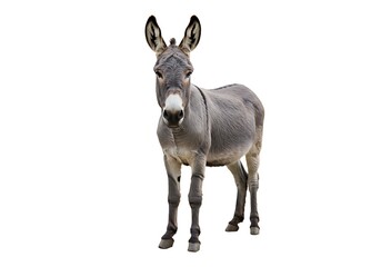 Obraz premium A gray donkey standing in a full shot against a plain white background looking at the camera directly