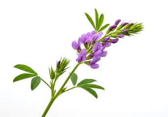 Naklejka premium Close up of a blooming purple flower with green leaves on a white isolated background image view