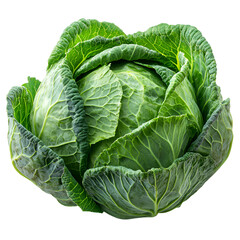 Obraz premium Fresh green cabbage head closeup for healthy eating