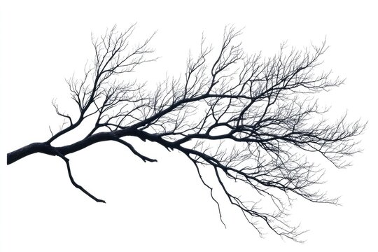 Bare winter branch silhouette