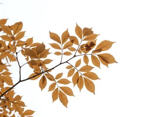 Obraz premium Close up of a tree branch with brown leaves against a bright white background in the upper left corner