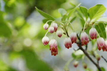 可愛く咲いているサラサドウダン