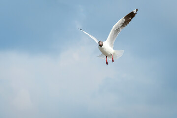 seagull in flight
