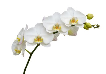 A sprig of white orchid flowers with yellow centers and green buds isolated on a white background
