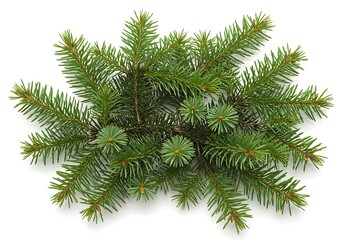 Isolated arrangement of fir branches and young cones on a white background in a studio shot