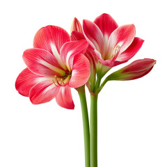Naklejka premium Pink and red amaryllis flowers isolated on white background