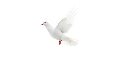 Fototapeta premium Flying white dove peaceful sky bird photography minimalist aerial view freedom concept