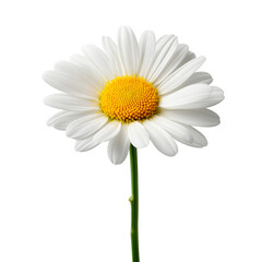 Daisy flower isolated on a white background