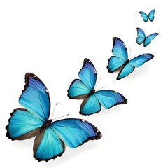 Four Blue Morpho Butterflies in Flight on White Background