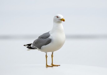 Fototapeta premium A seagull standing tall with gray wings and a yellow beak against a bright white background outdoors