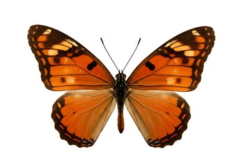 Obraz premium Isolated monarch butterfly with orange and black wings displayed against a white background view from above