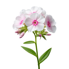White and pink phlox flowers with green leaves isolated on white background
