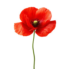 Naklejka premium Red poppy flower isolated on white background
