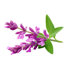 Purple sage flowers with green leaves isolated on white background